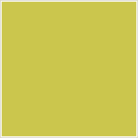 CBC64D Hex Color Image (TURMERIC, YELLOW)