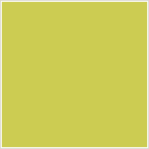 CCCC52 Hex Color Image (TURMERIC, YELLOW GREEN)